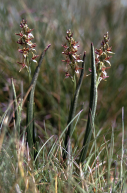 APII jpeg image of Prasophyllum alpinum  © contact APII