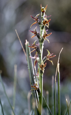 APII jpeg image of Prasophyllum alpinum  © contact APII