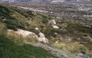 APII jpeg image of Chionochloa frigida  © contact APII