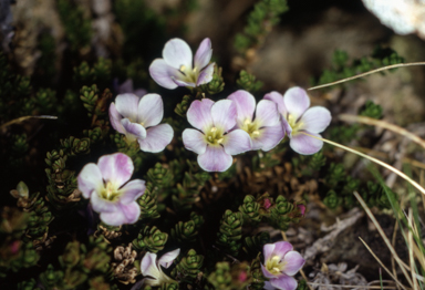 APII jpeg image of Veronica densifolia  © contact APII