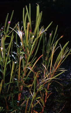 APII jpeg image of Epilobium sarmentaceum  © contact APII