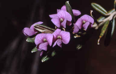 APII jpeg image of Hovea montana  © contact APII
