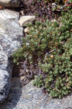 APII jpeg image of Kelleria dieffenbachii  © contact APII