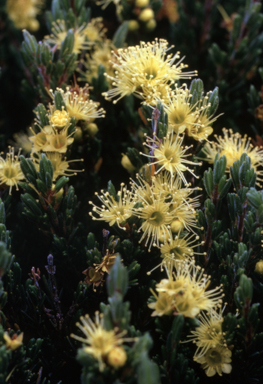 APII jpeg image of Kunzea muelleri  © contact APII