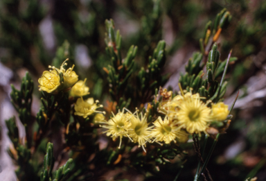 APII jpeg image of Kunzea muelleri  © contact APII