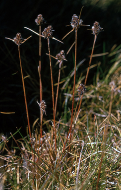 APII jpeg image of Luzula alpestris  © contact APII