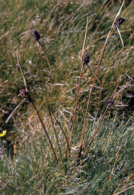 APII jpeg image of Luzula australasica subsp. australasica  © contact APII