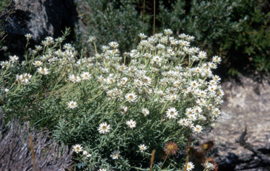 APII jpeg image of Rhodanthe anthemoides  © contact APII