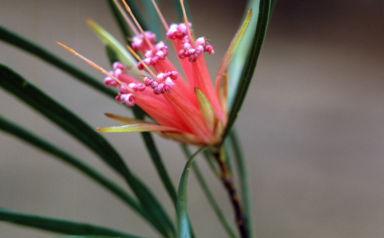 APII jpeg image of Lambertia formosa  © contact APII