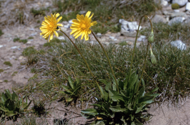 APII jpeg image of Microseris lanceolata  © contact APII