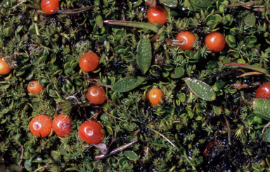 APII jpeg image of Nertera granadensis  © contact APII