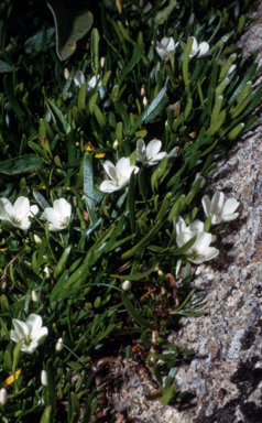 APII jpeg image of Neopaxia australasica  © contact APII