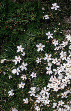 APII jpeg image of Neopaxia australasica  © contact APII