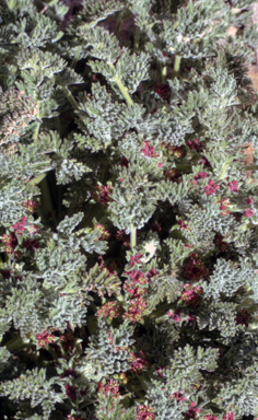 APII jpeg image of Oreomyrrhis brevipes  © contact APII