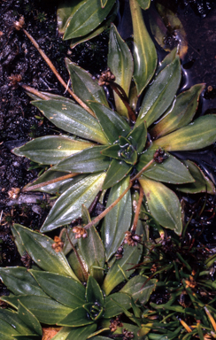 APII jpeg image of Plantago muelleri  © contact APII