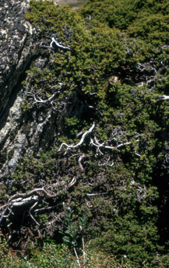 APII jpeg image of Podocarpus lawrencei  © contact APII