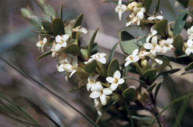 APII jpeg image of Pimelea axiflora  © contact APII