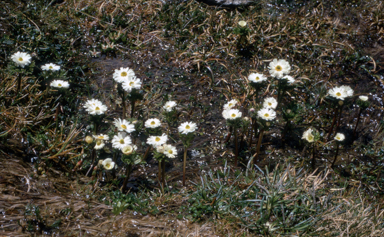 APII jpeg image of Ranunculus anemoneus  © contact APII