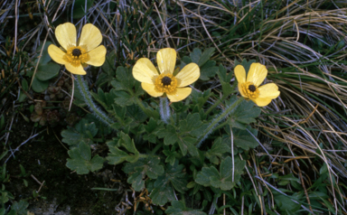 APII jpeg image of Ranunculus granticola  © contact APII