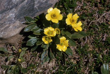 APII jpeg image of Ranunculus muelleri  © contact APII