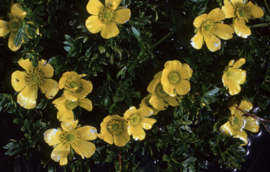 APII jpeg image of Ranunculus niphophilus  © contact APII