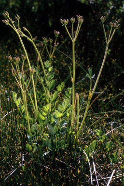 APII jpeg image of Gingidia algens  © contact APII