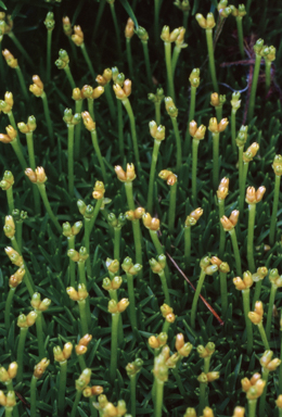 APII jpeg image of Scleranthus biflorus  © contact APII