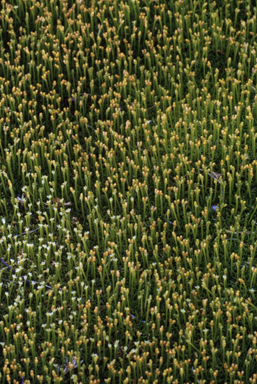 APII jpeg image of Scleranthus biflorus  © contact APII