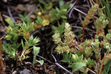 APII jpeg image of Stellaria multiflora  © contact APII