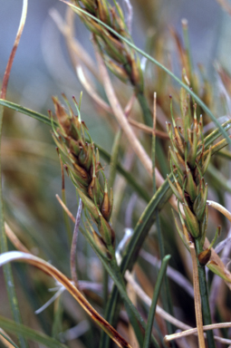 APII jpeg image of Uncinia compacta  © contact APII