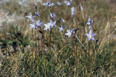 APII jpeg image of Wahlenbergia ceracea  © contact APII